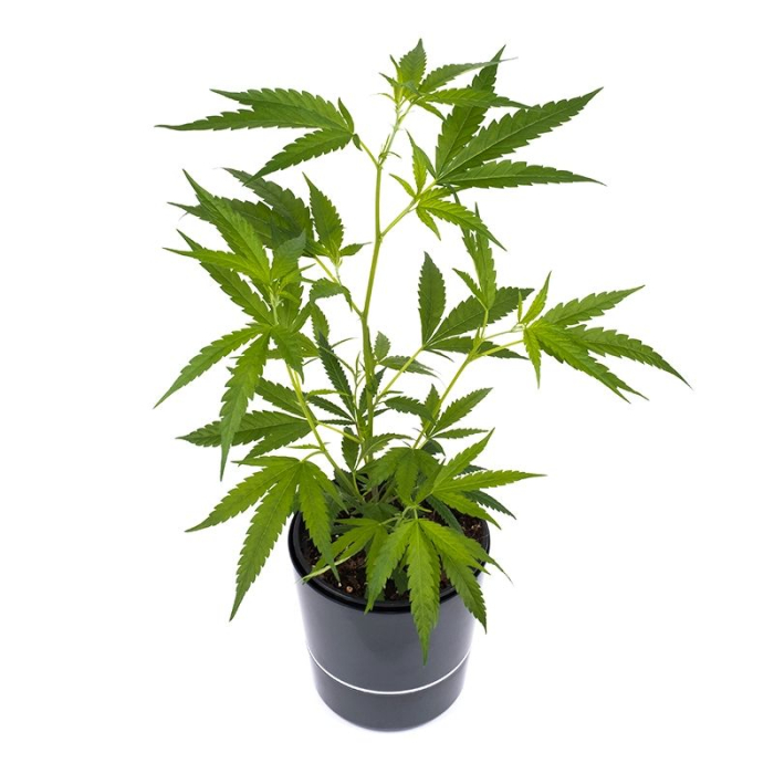 Amnesia Haze Pflanze | Photoperiodisch