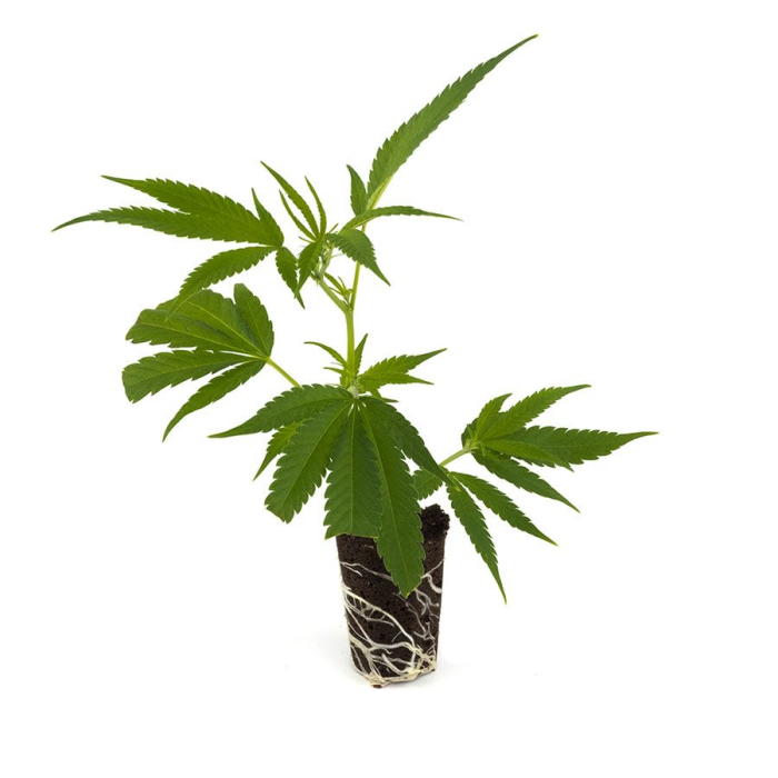 Amnesia Haze Steckling | Photoperiodisch