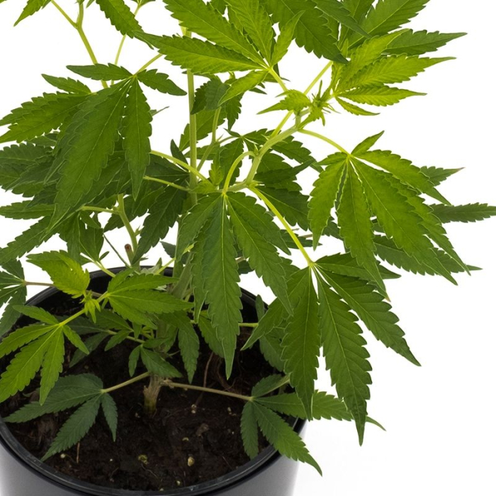 Critical 2.0 Pflanze | Photoperiodisch