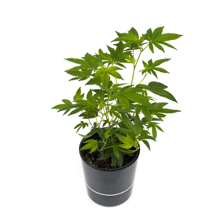 Gelato #45 Pflanze | Photoperiodisch