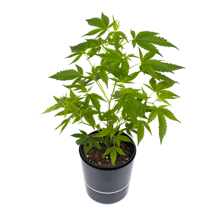 Gorilla Zkittlez Pflanze | Photoperiodisch