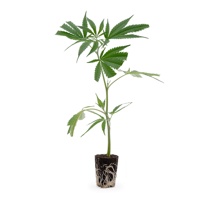 Super Lemon Haze Steckling | Photoperiodisch