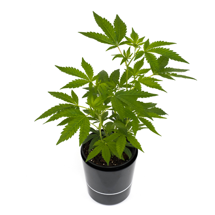 White Widow XXL Pflanze | Photoperiodisch