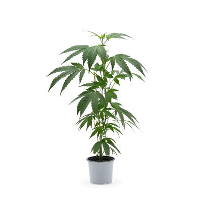 AK 47 Hanfpflanze 
