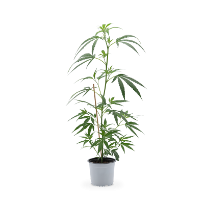 Cannalope Haze Hanfpflanze