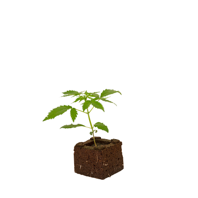 Blueberry Sämling Automatic