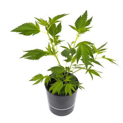 Blueberry Pflanze | Photoperiodisch