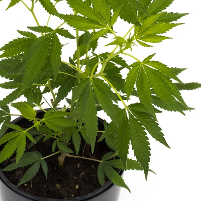 Critical 2.0 Pflanze | Photoperiodisch