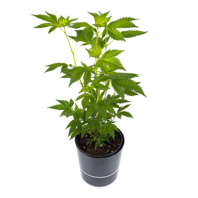 Jack Herer Pflanze | Photoperiodisch