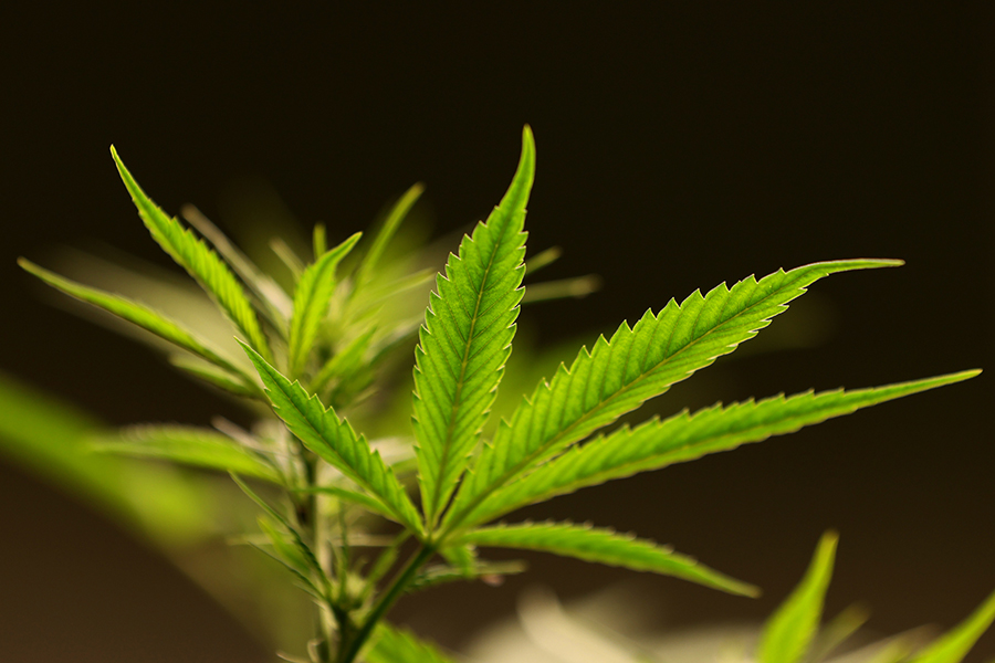 Unsere Erfahrungen mit Barneys Farm